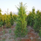 Taxus baccata 125-150 cm